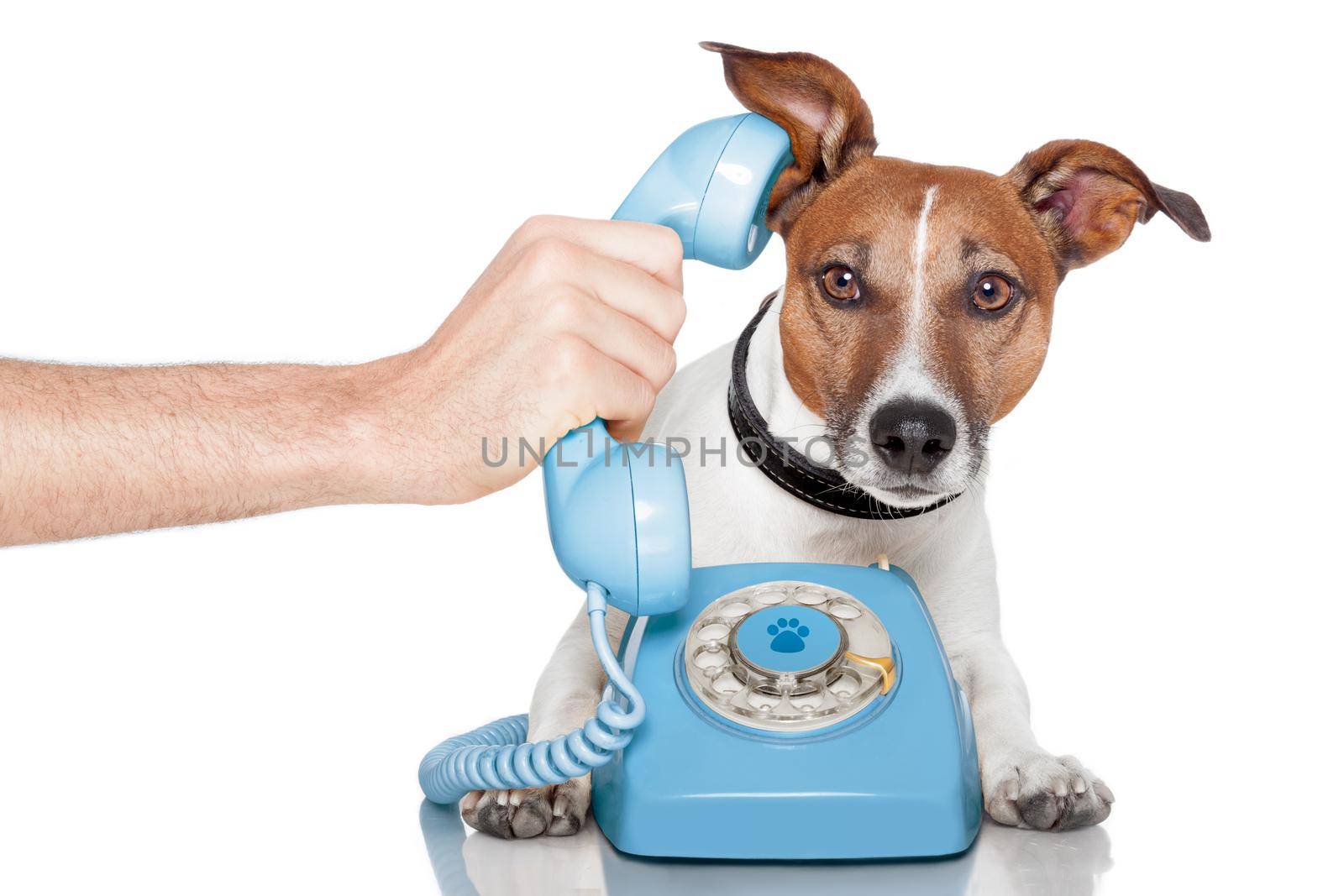 dog on the phone with male hand by Brosch