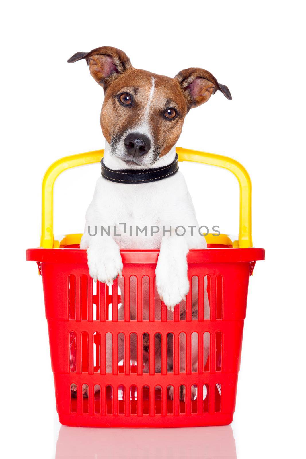 dog in a red and yellow shopping basket by Brosch