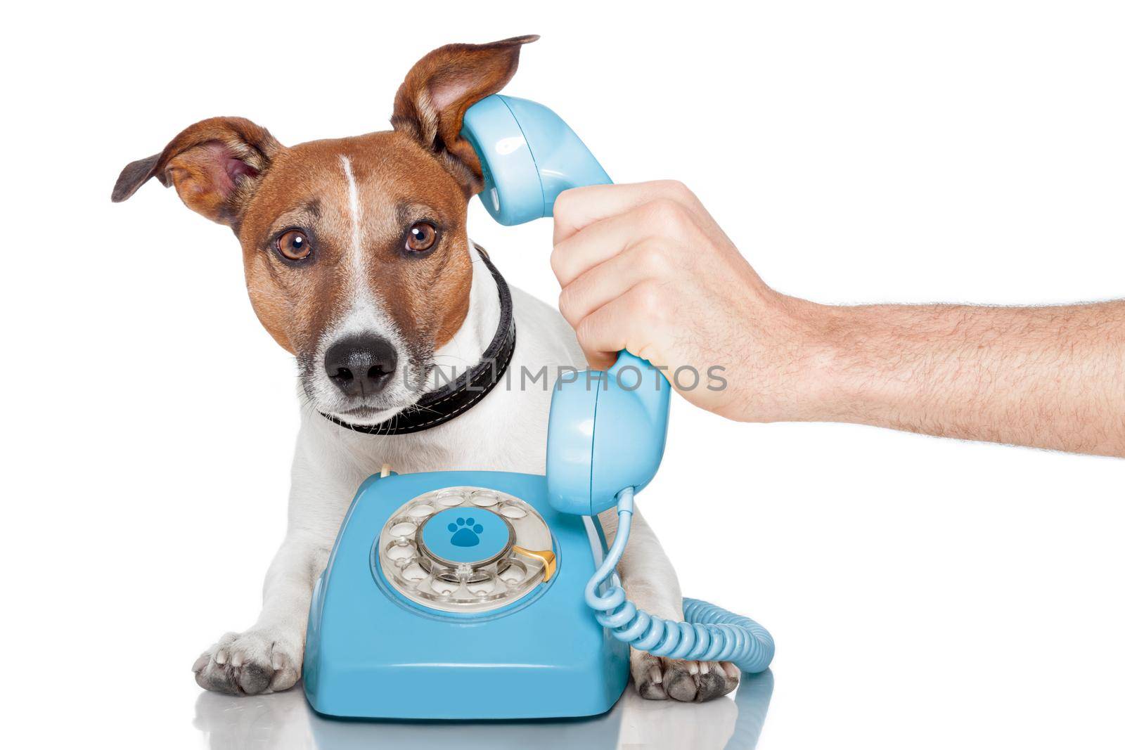 dog on the phone with male hand by Brosch