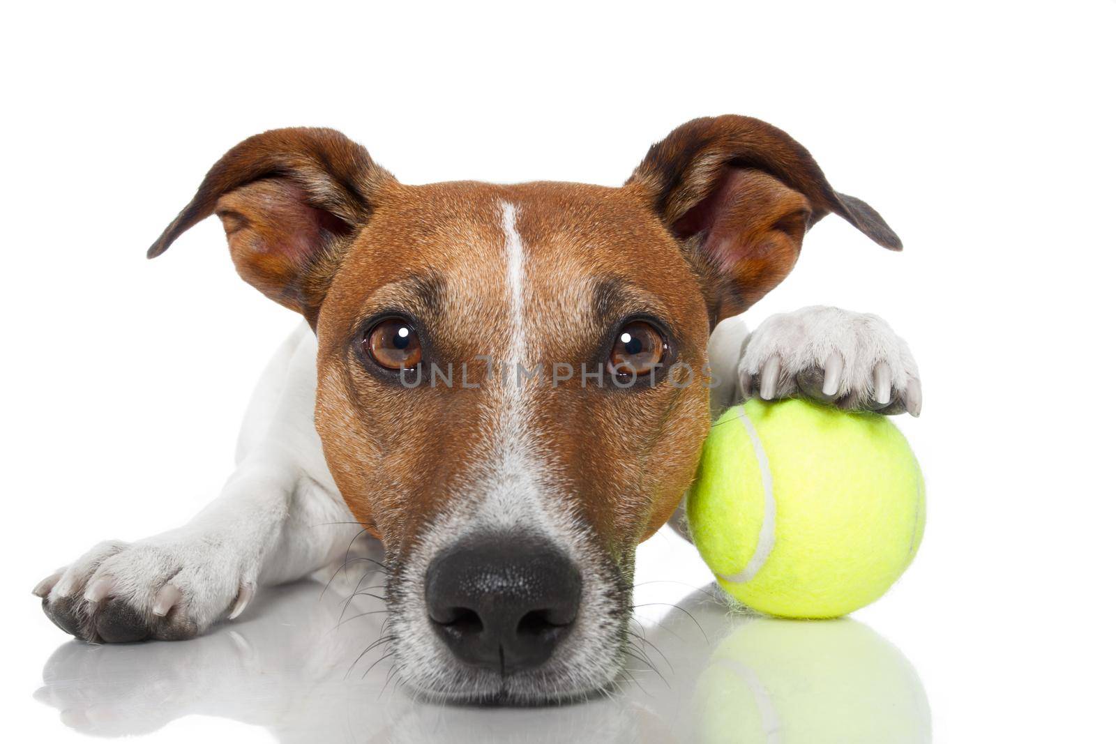 dog with tennis ball by Brosch