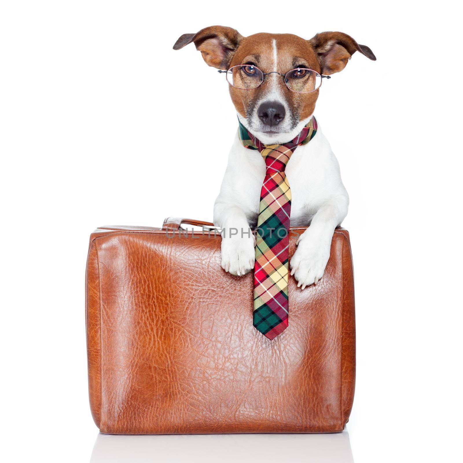 dog with leather bag by Brosch
