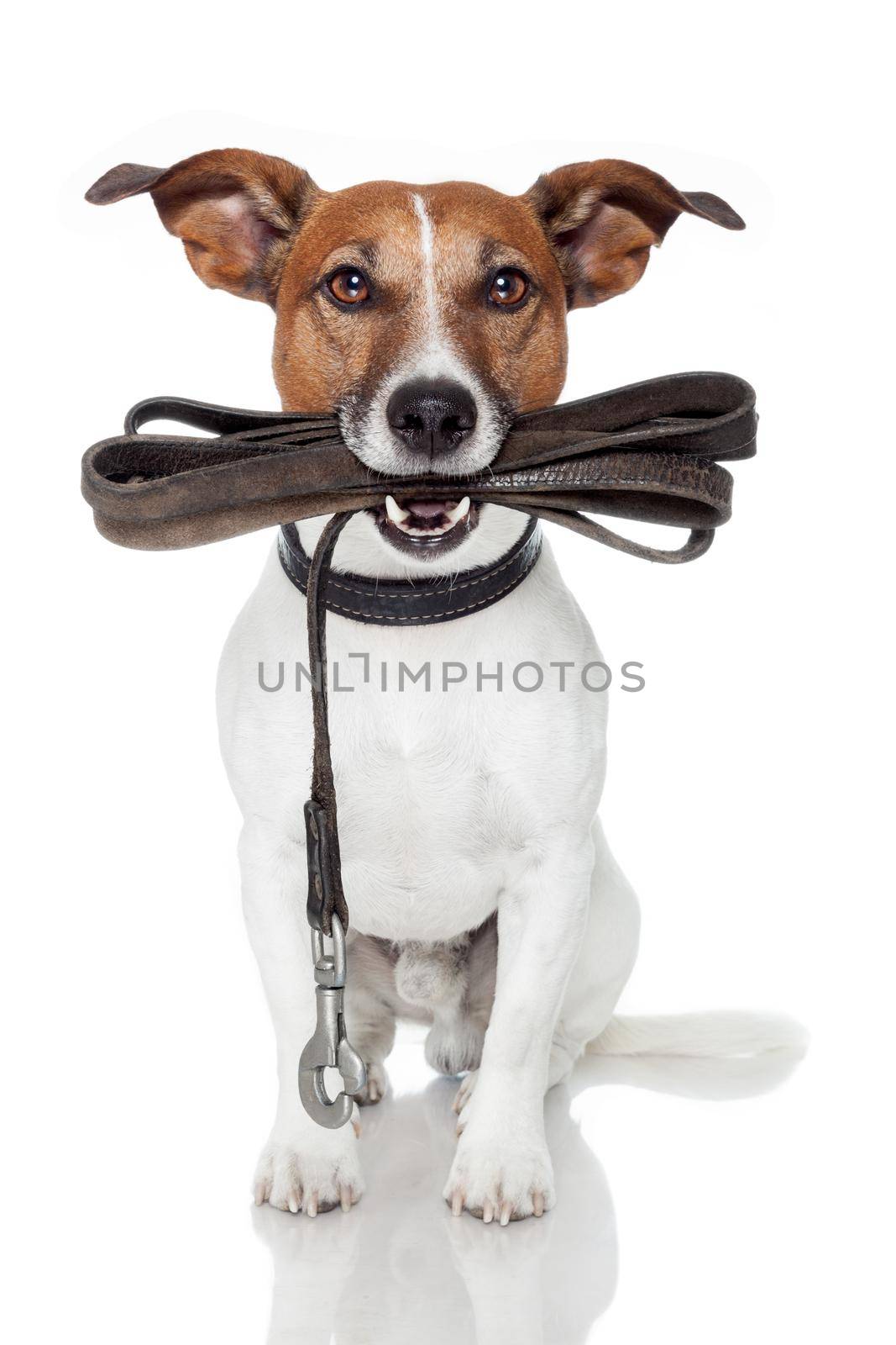 dog with leather leash by Brosch