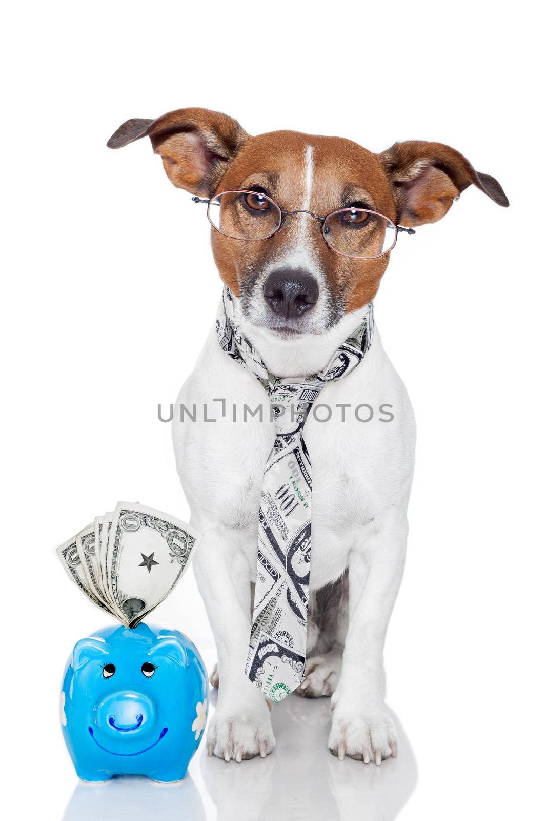 dog with piggy bank by Brosch