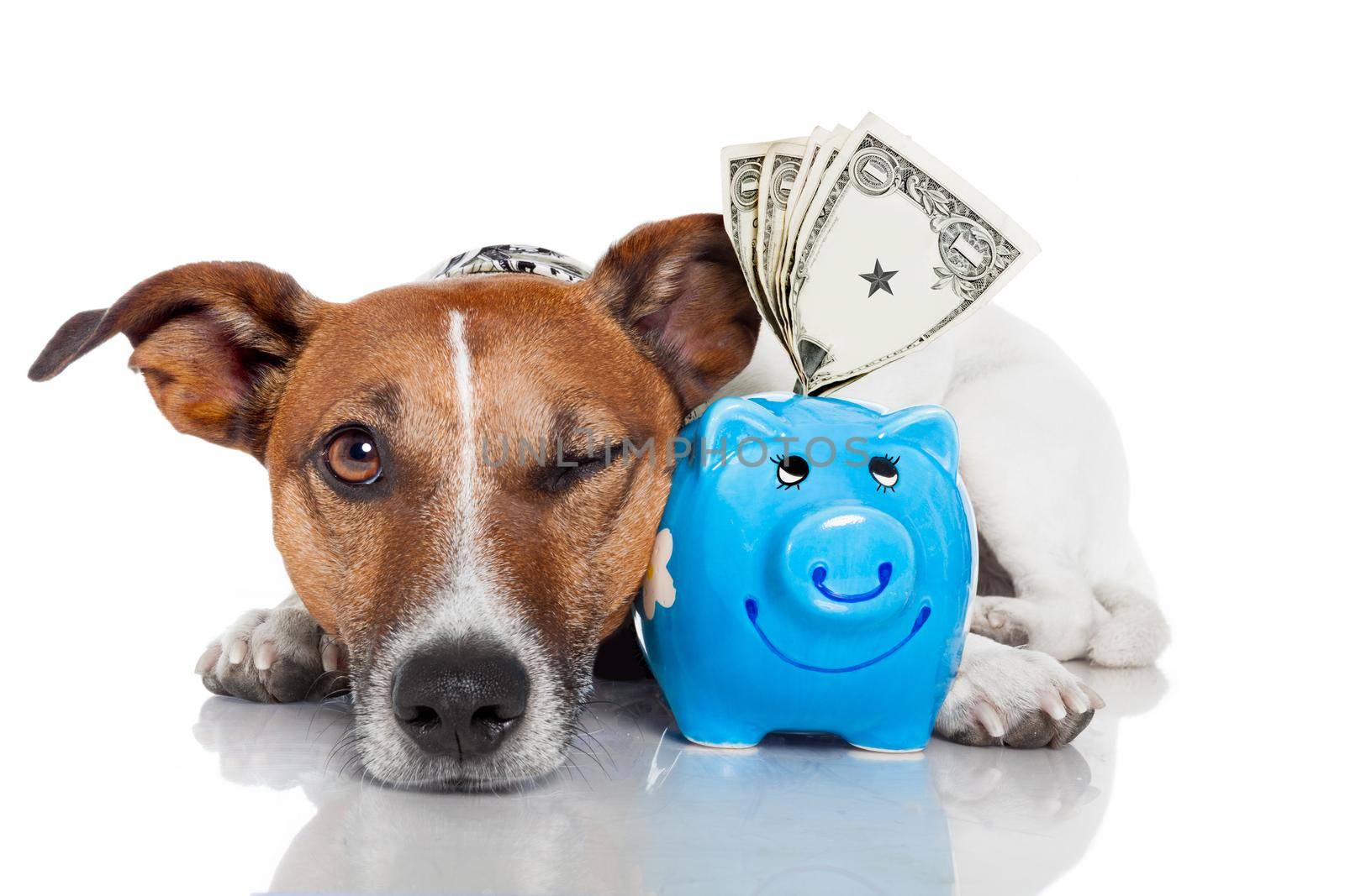 dog with piggy bank by Brosch
