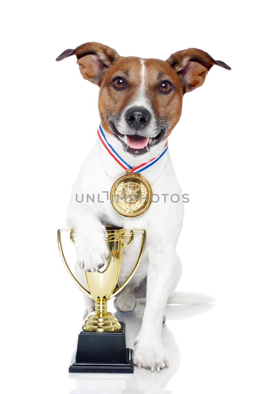 winner dog medal