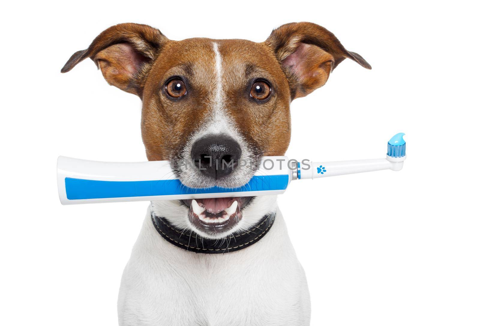 dog with electric toothbrush by Brosch
