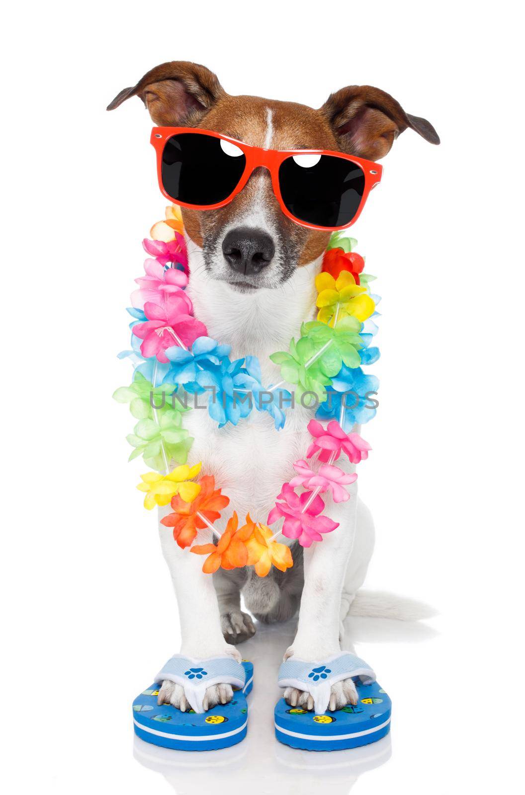 tourist dog with hawaiian  lei and shades by Brosch