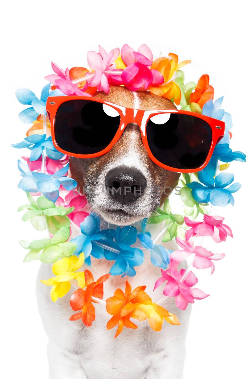 funny dog  hawaiian  lei and sunglasses by Brosch