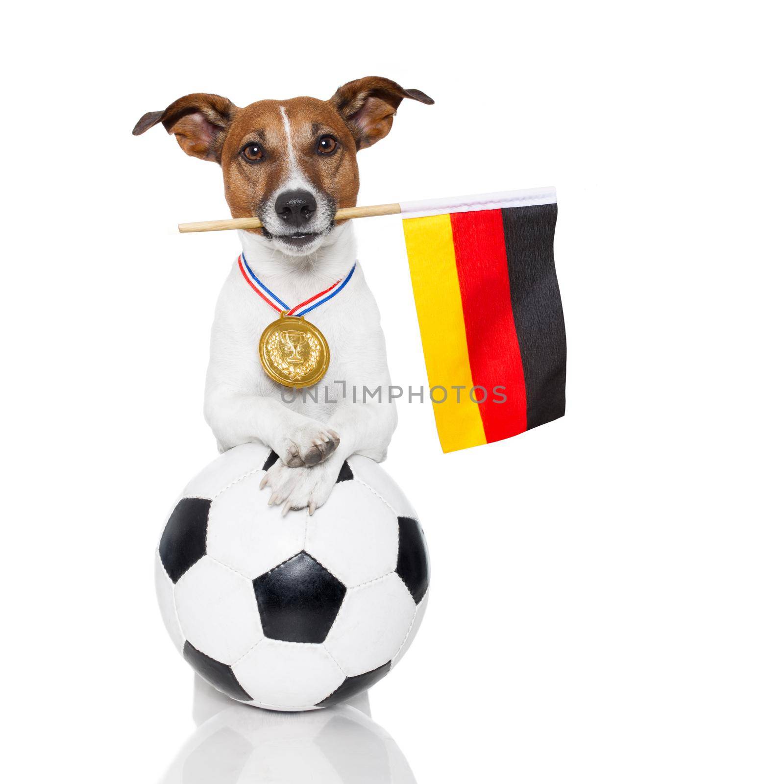 dog as soccer with medal and  flag by Brosch
