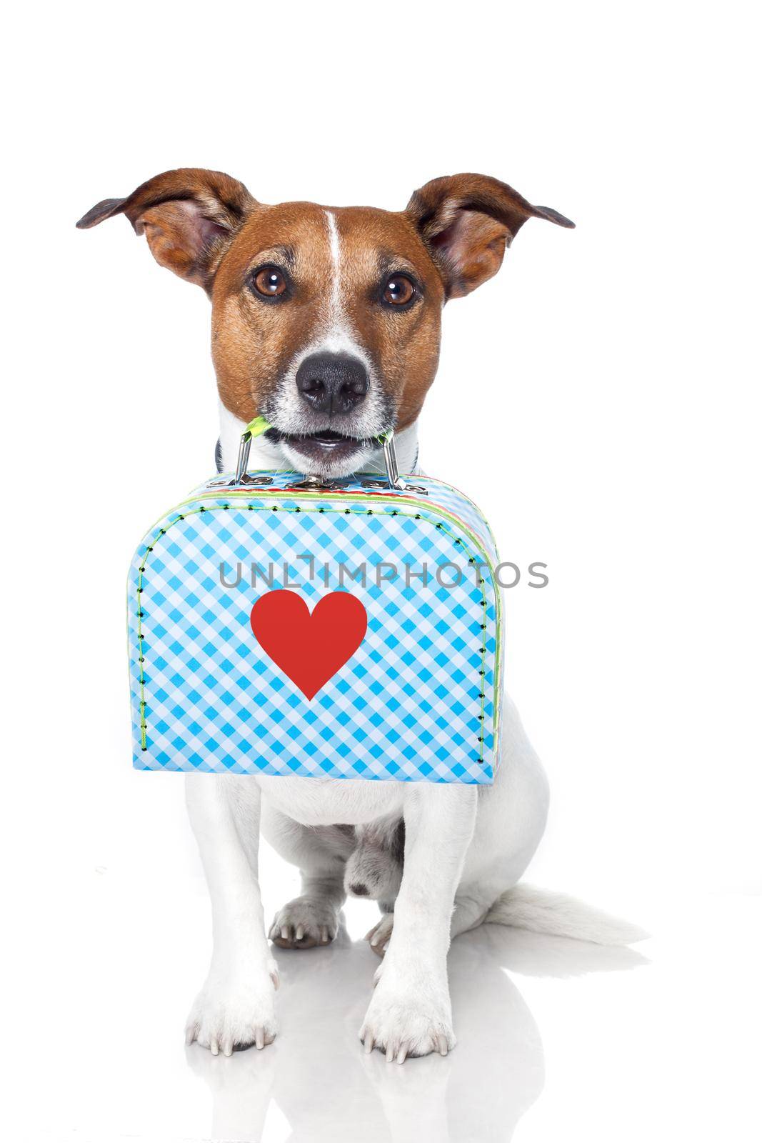 dog with a small luggage with a big heart