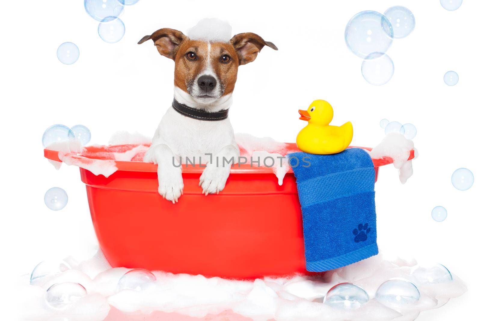 Dog taking a bath in a colorful bathtub with a plastic duck by Brosch
