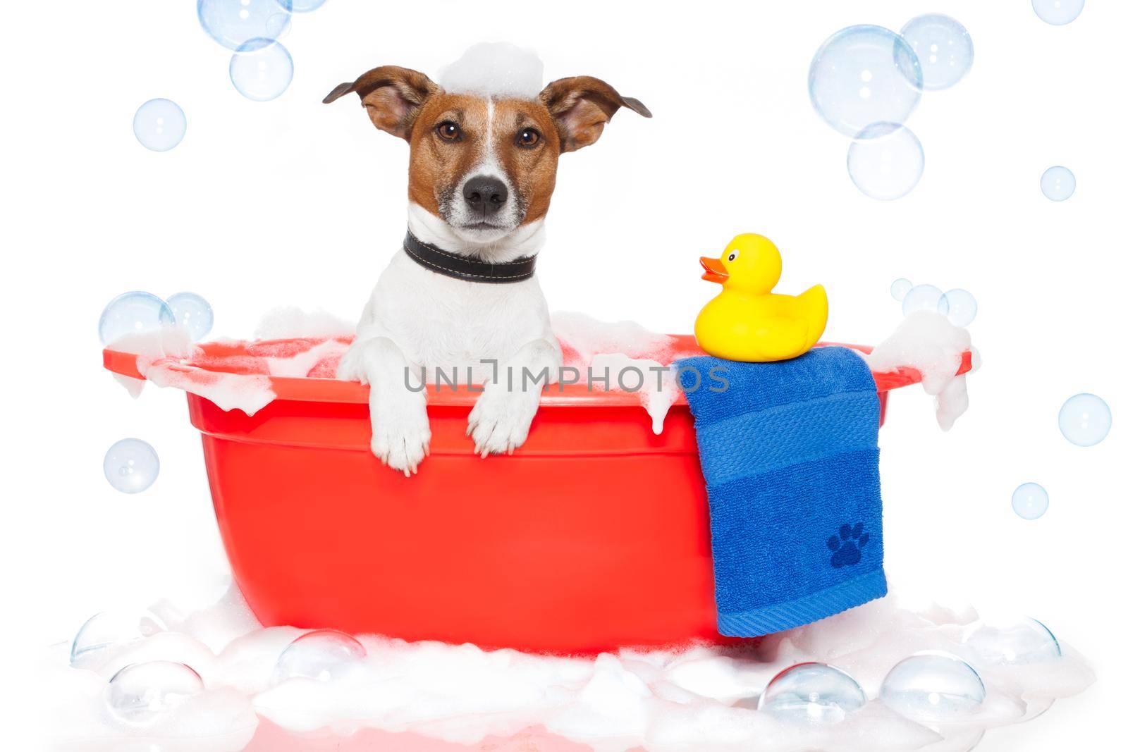 Dog taking a bath in a colorful bathtub with a plastic duck