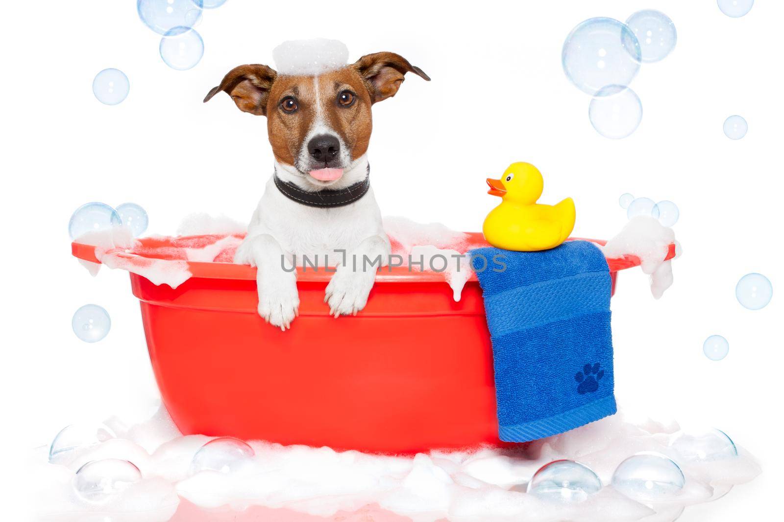 Dog taking a bath in a colorful bathtub with a plastic duck by Brosch