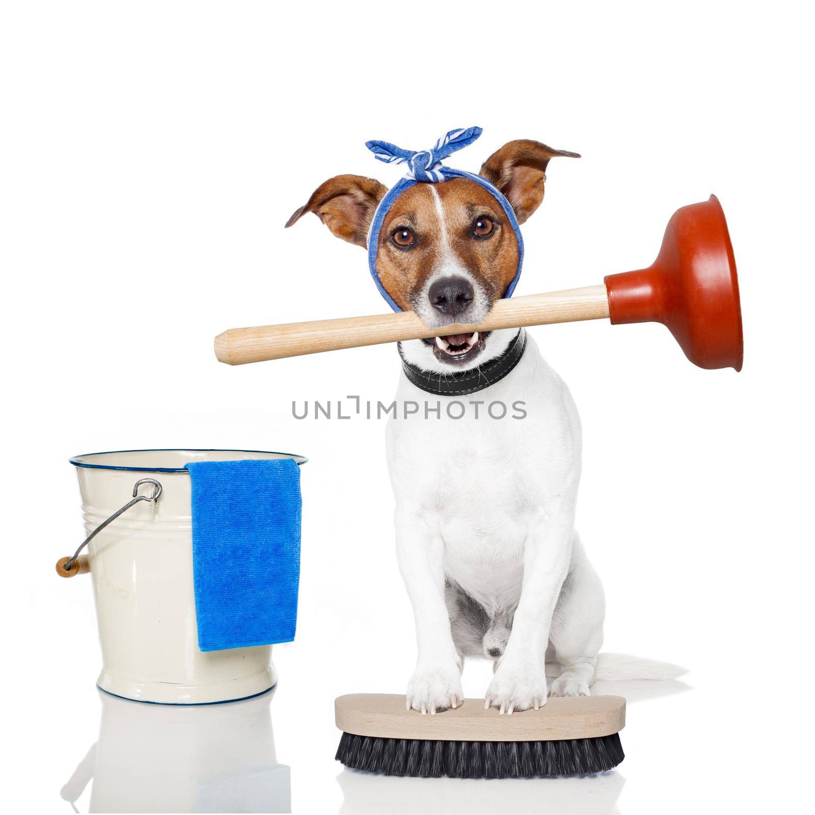 cleaning dog by Brosch