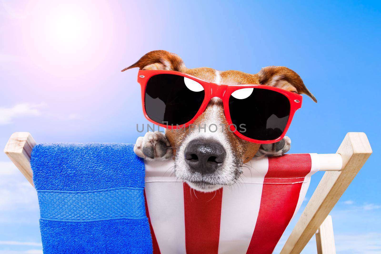 summer dog vacation holiday by Brosch