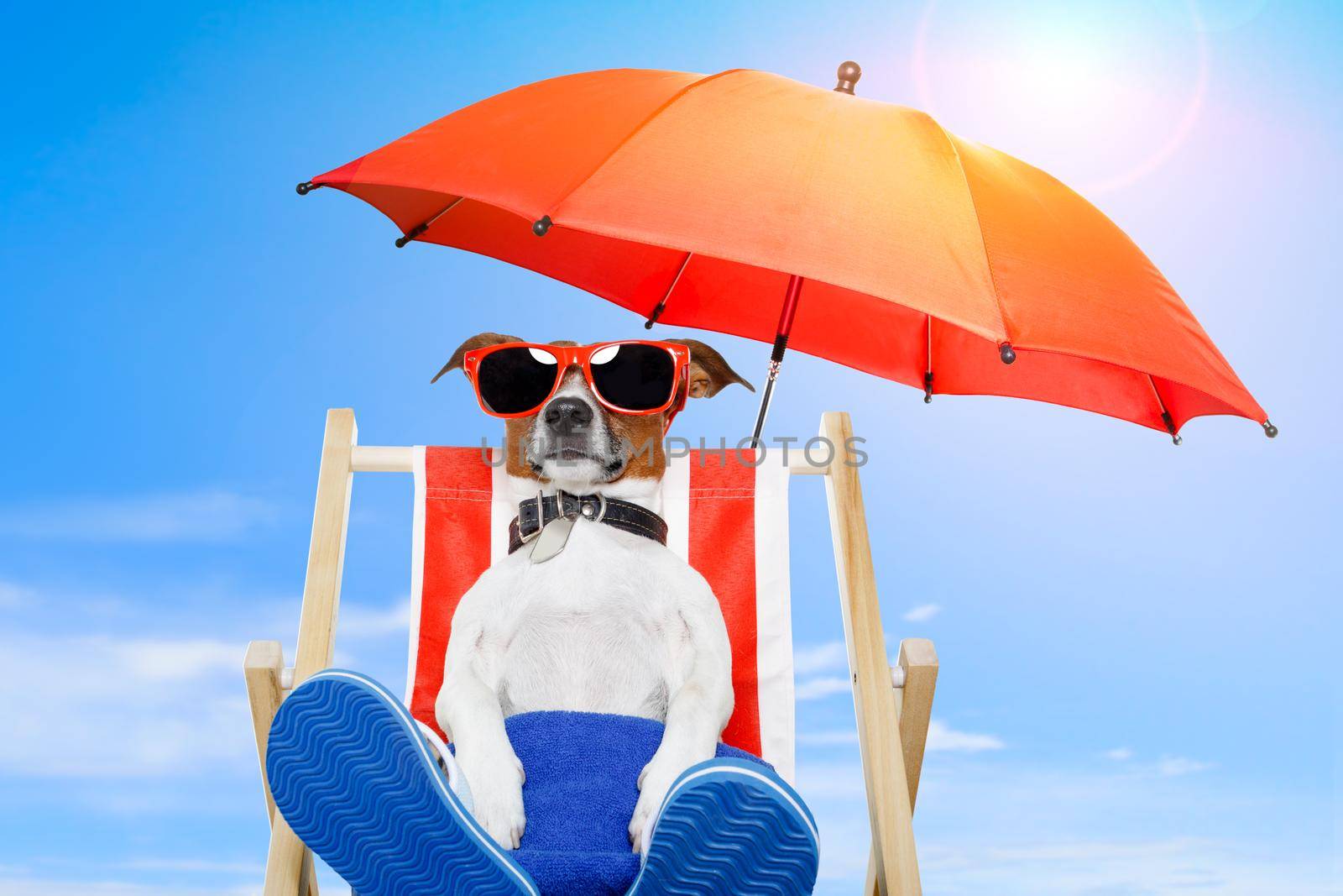 summer dog vacation holiday by Brosch