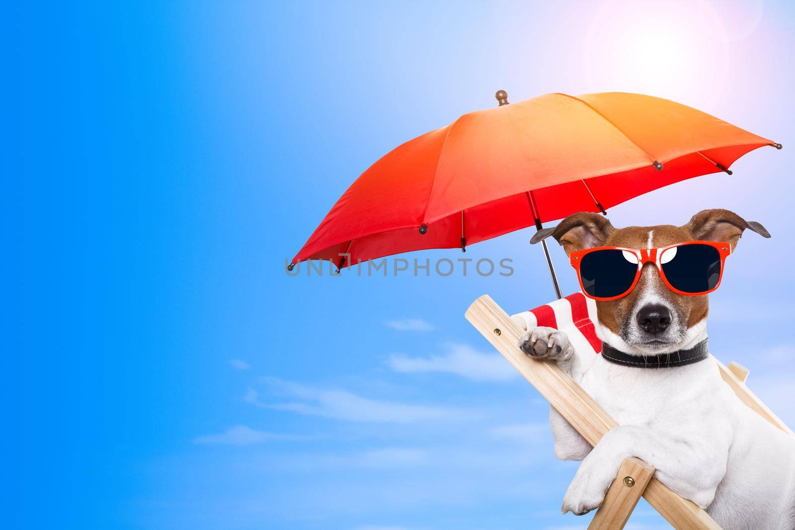 dog sunbathing on a deck chair with empty space on side by Brosch