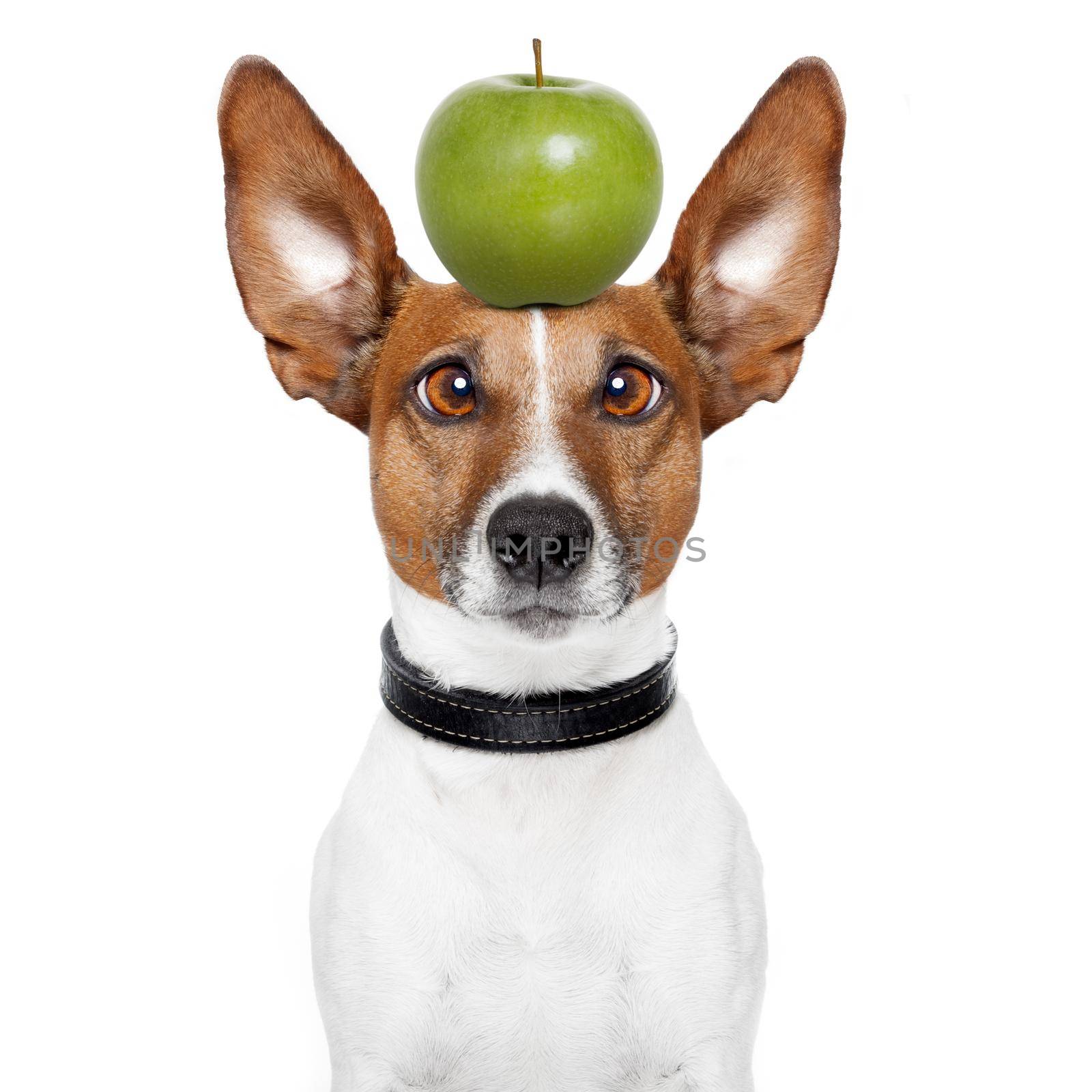 crazy dog with big lazy eyes and an apple by Brosch