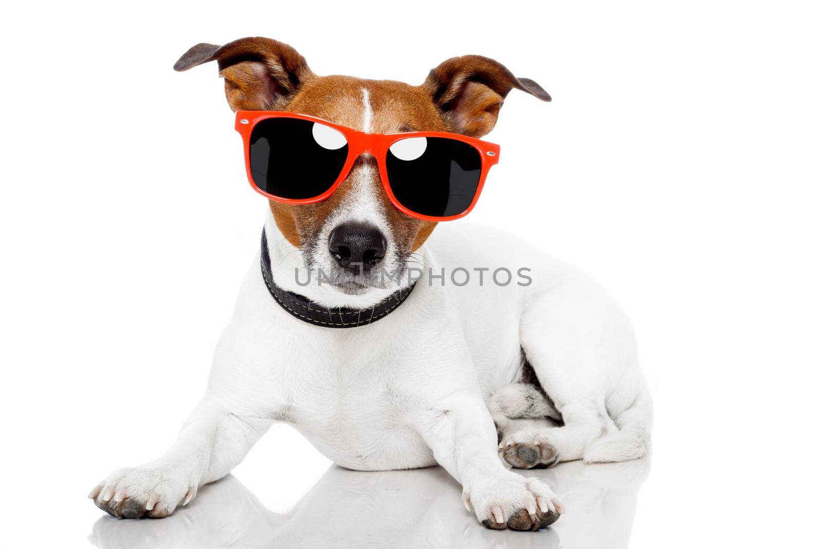 dog with red schades on
