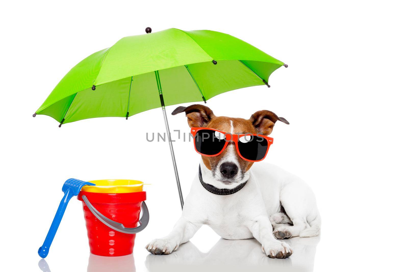 dog sunbathing with umbrella by Brosch