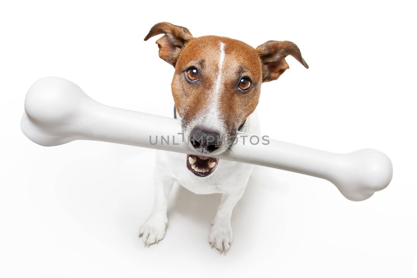 dog with a white bone  by Brosch