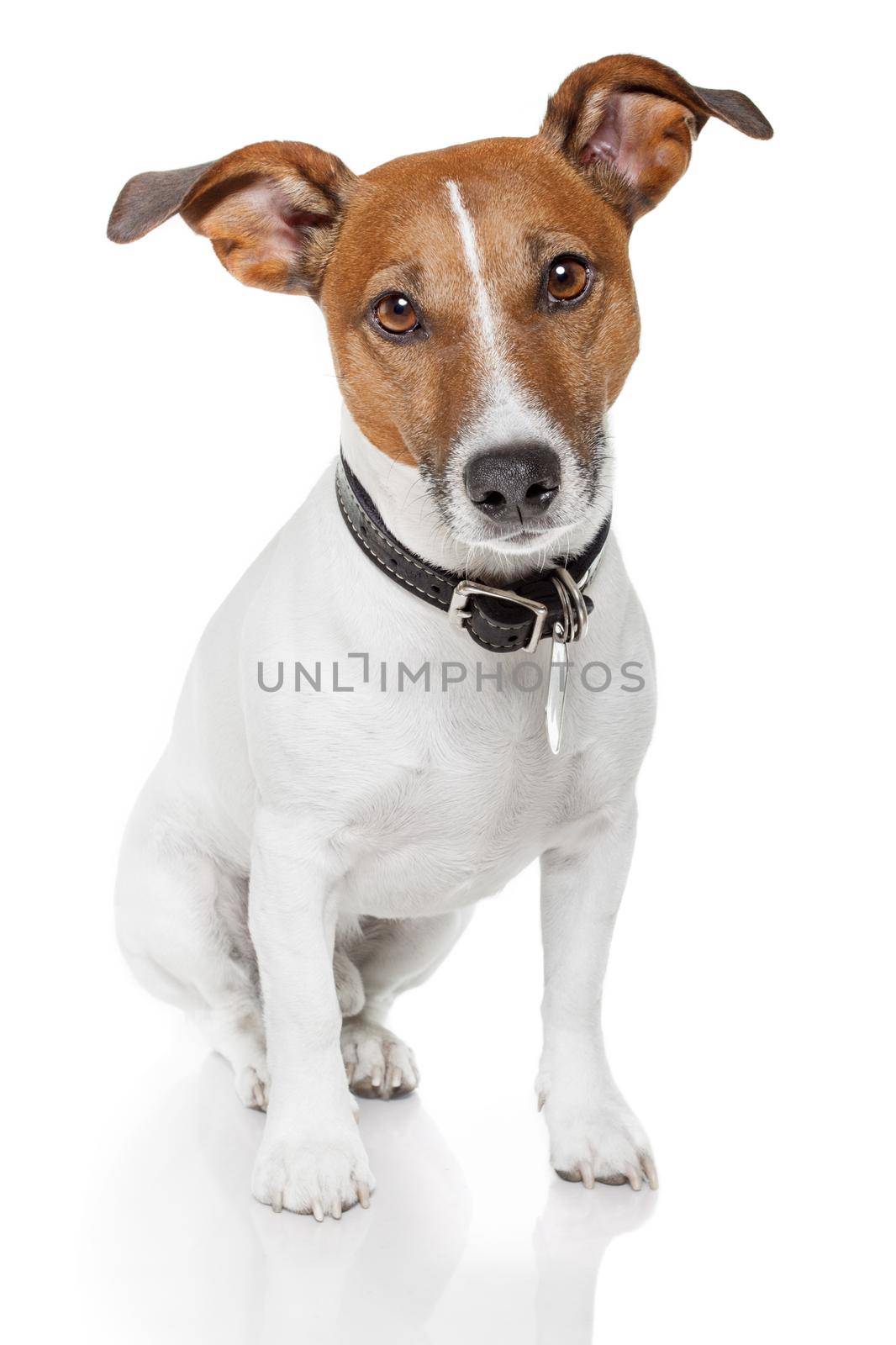 jack russell terrier by Brosch