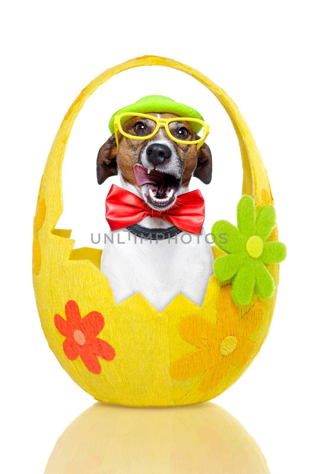 dog in colorful easter egg