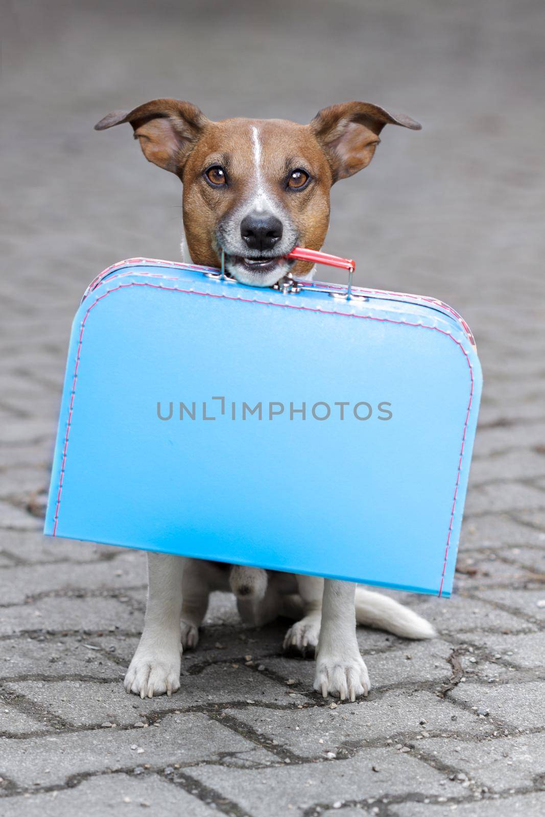 homeless dog by Brosch