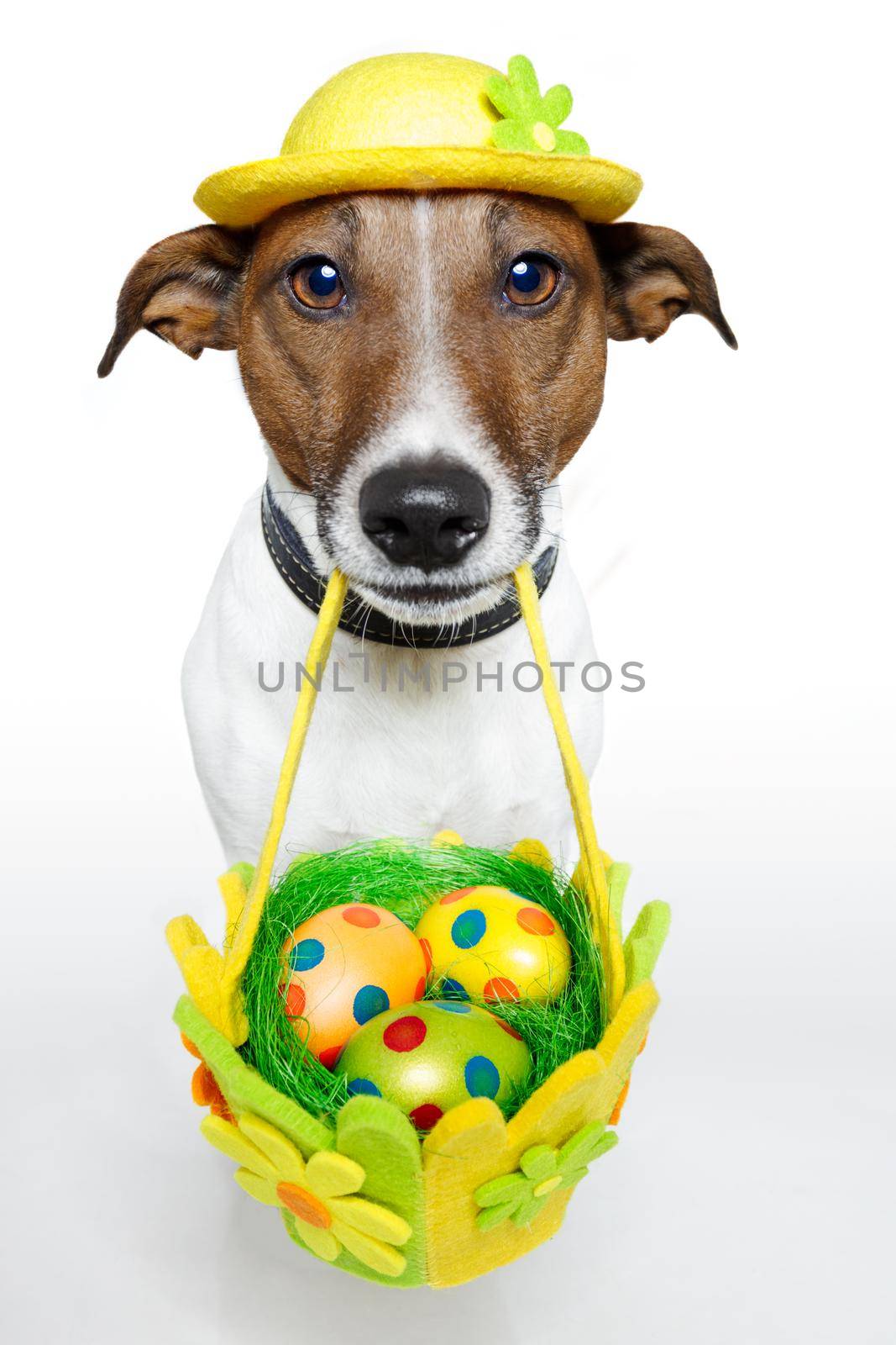 Dog holding colorful easter basket  by Brosch
