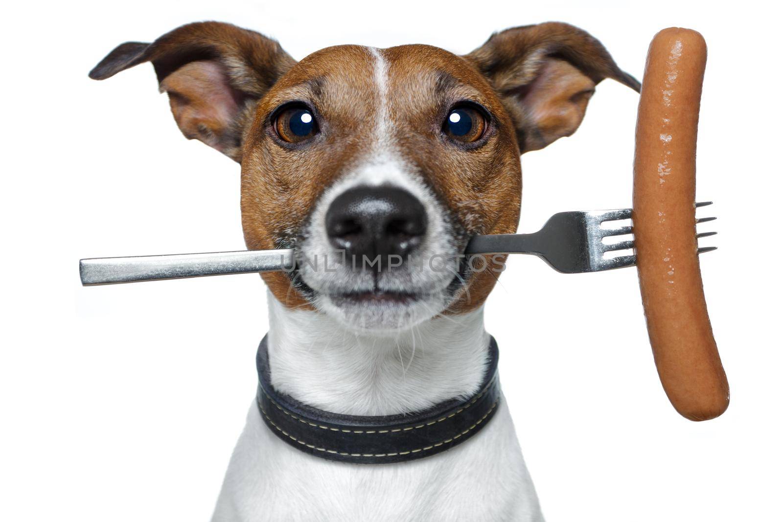 hungry dog with a sausage on the fork by Brosch