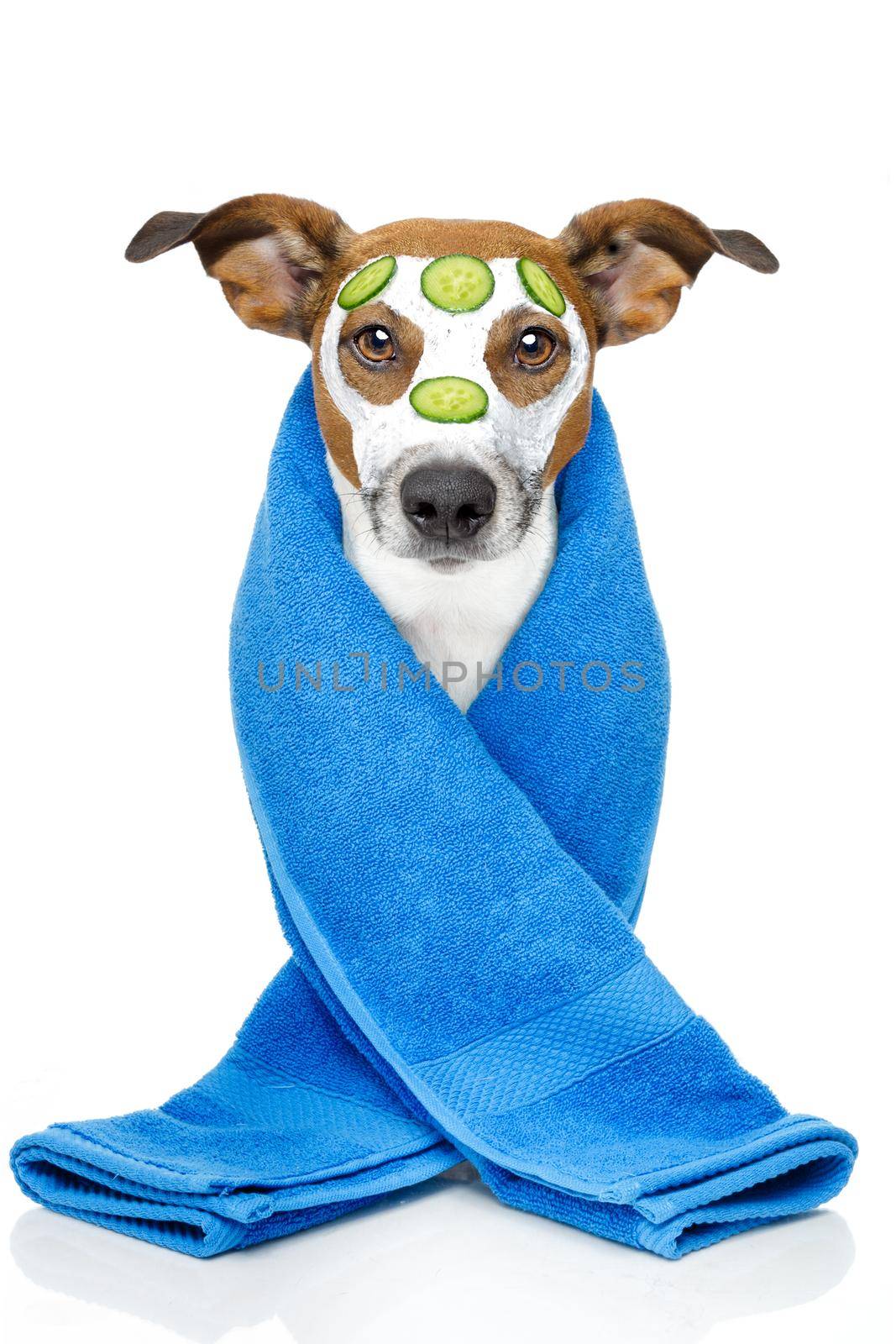 dog with a beauty mask by Brosch