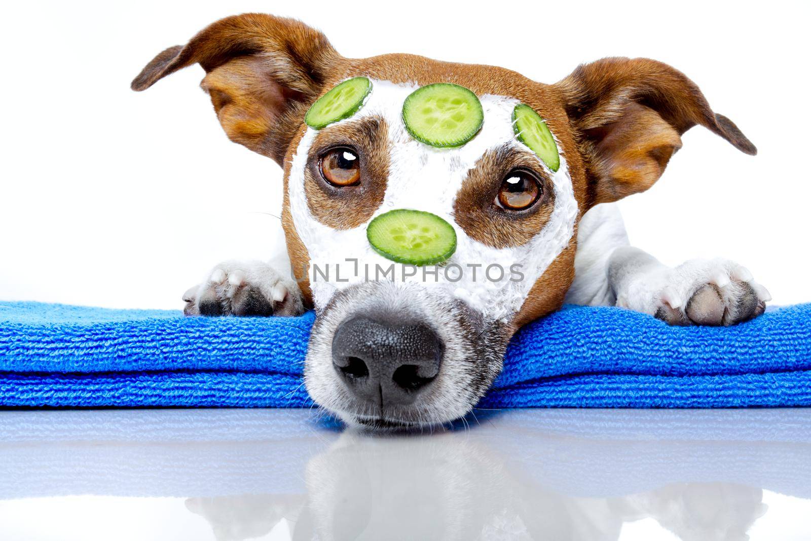 wellness dog spa