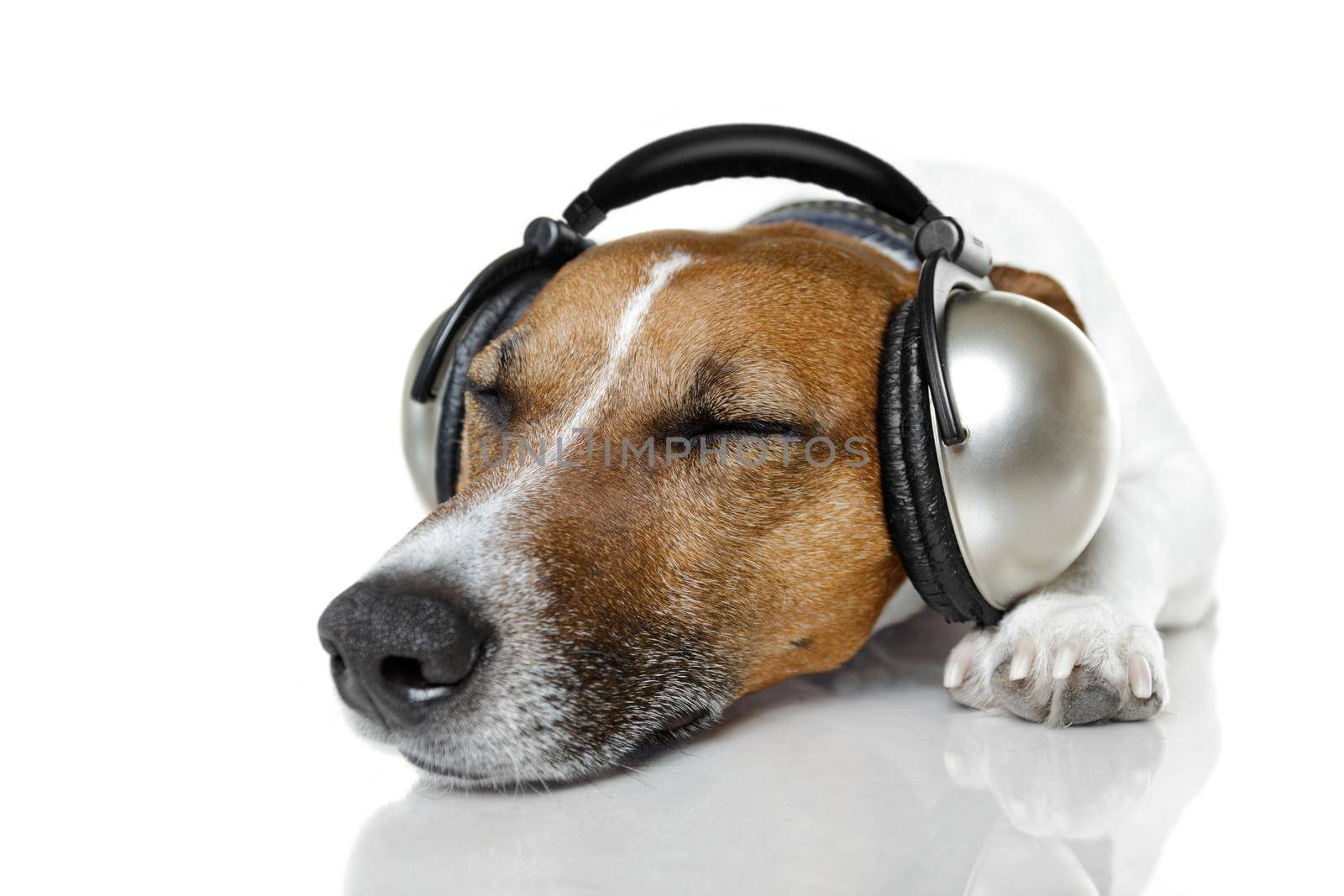 Dog listen to music with a music player by Brosch