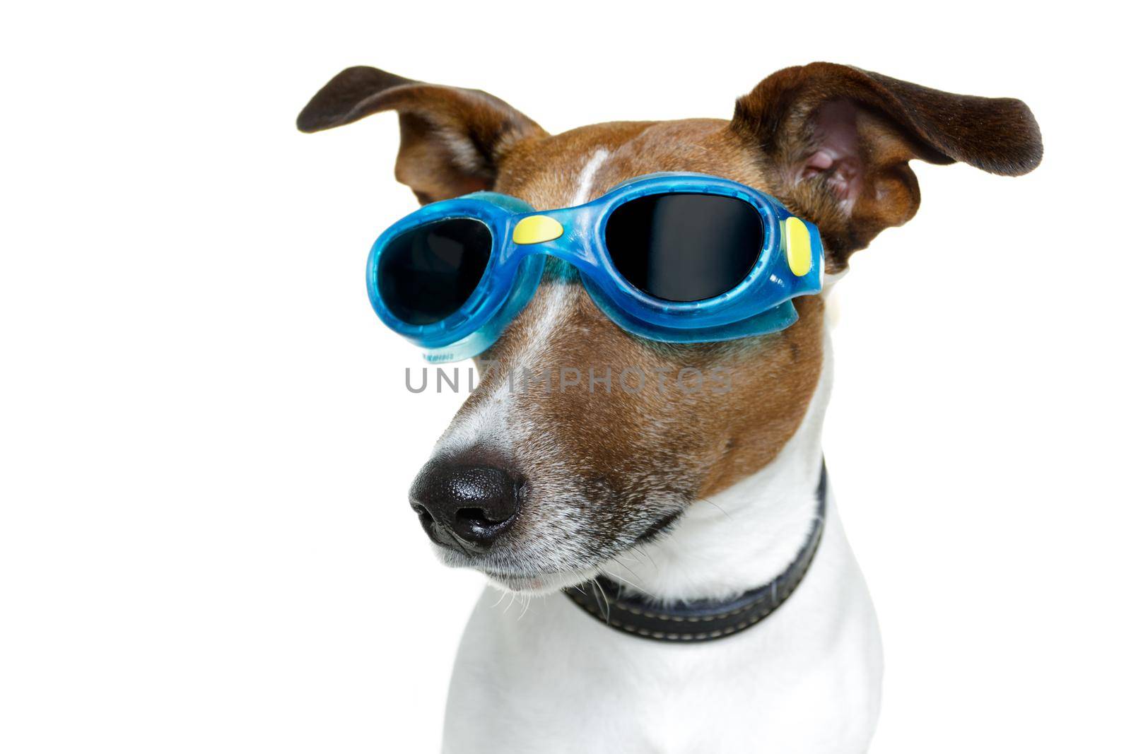 Dog with blue goggles by Brosch