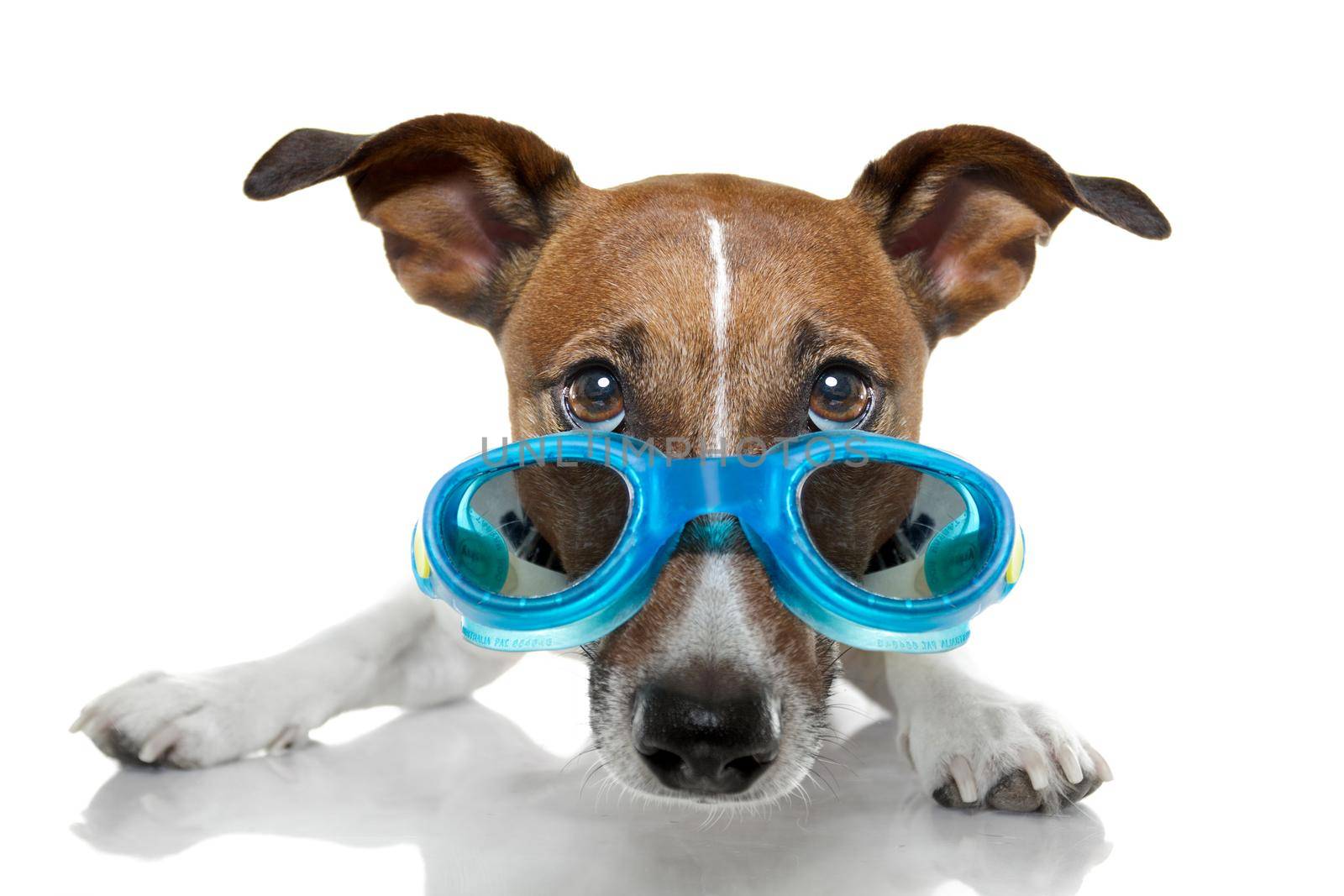 Dog with blue goggles by Brosch