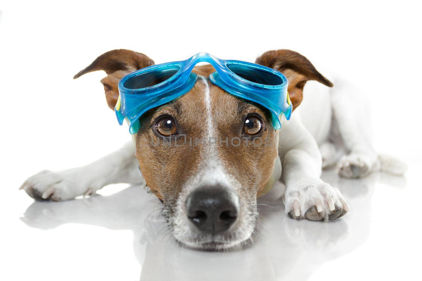 Dog with blue goggles