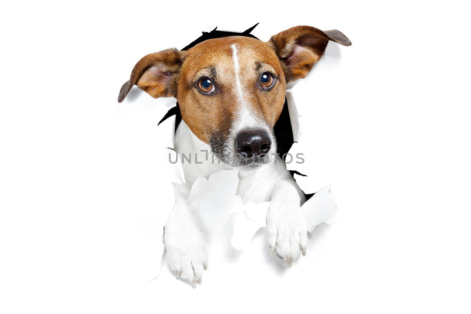 banner placeholder dog  by Brosch