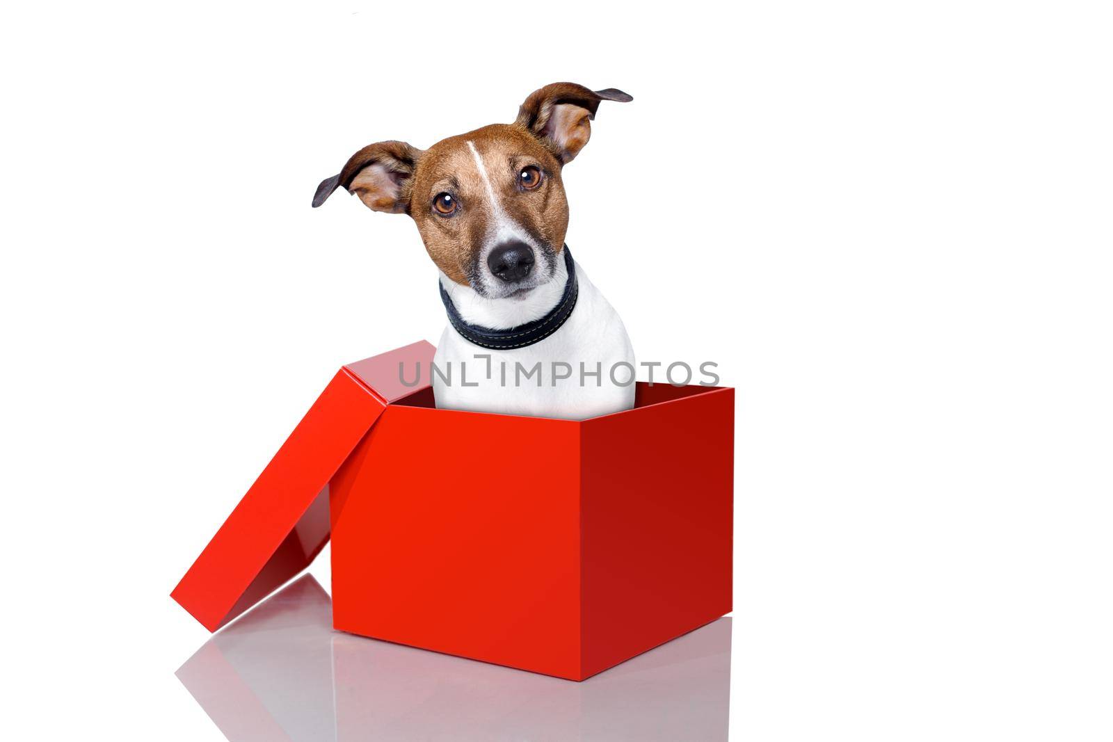 dog in a box  by Brosch