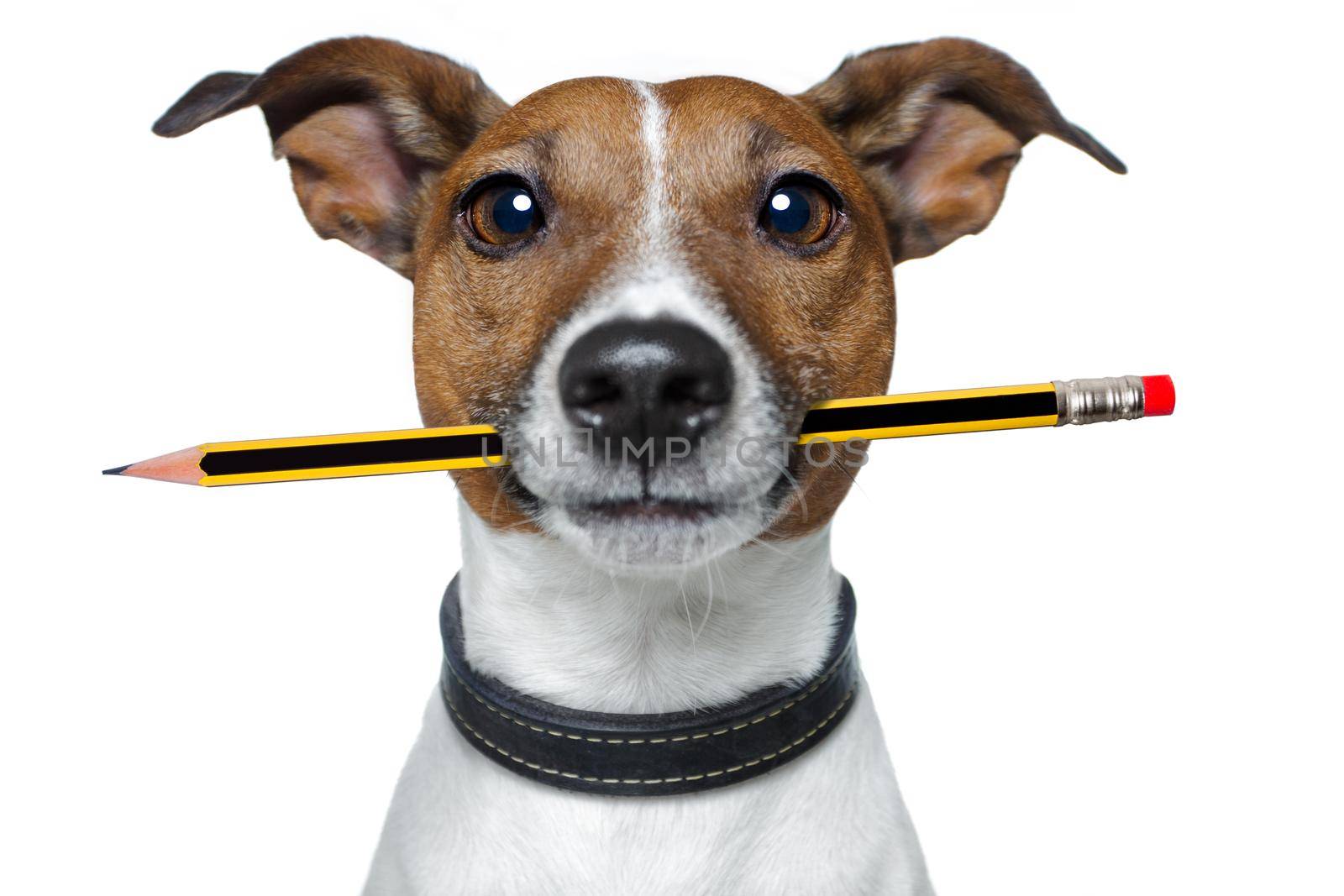 dog with pencil and eraser by Brosch