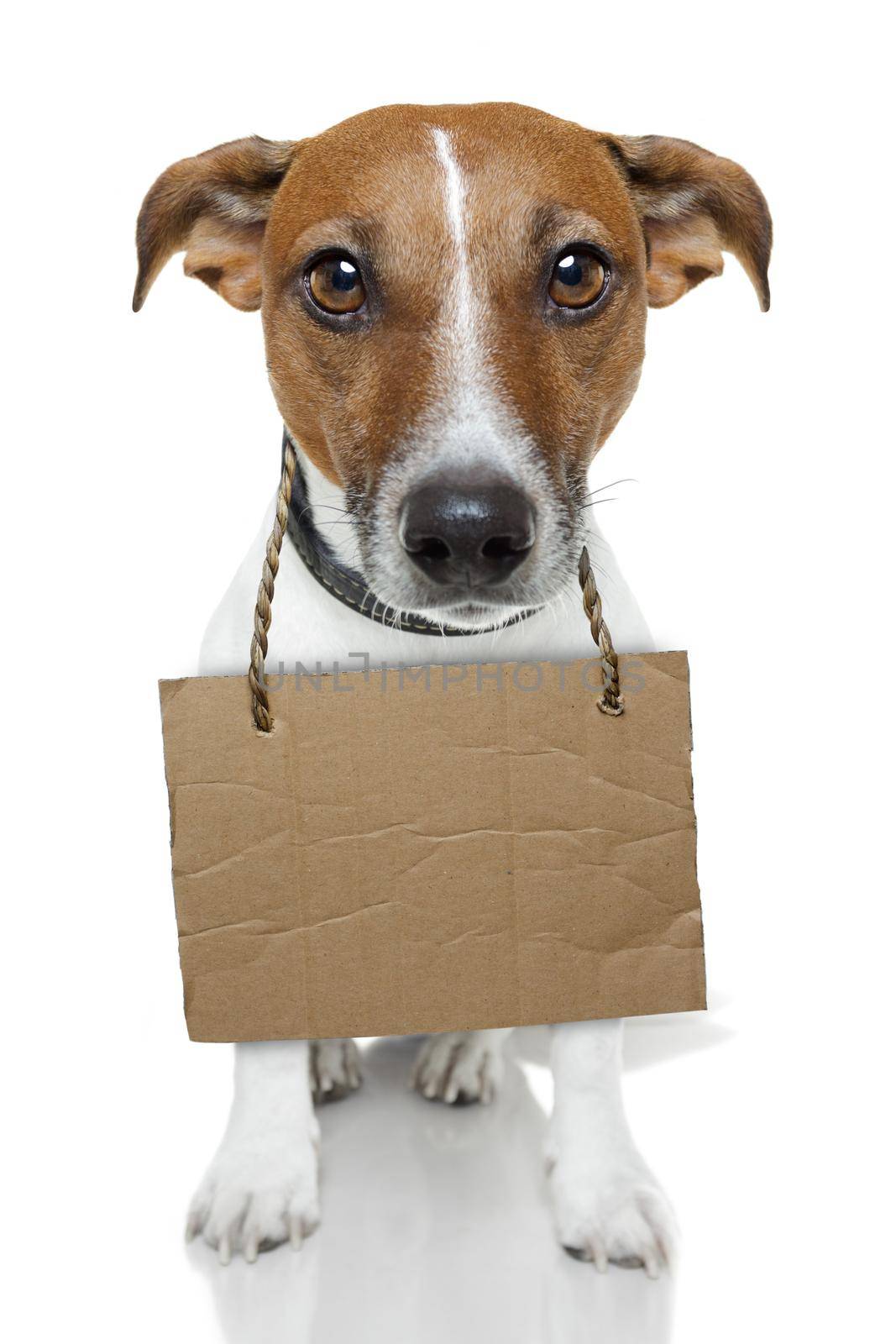 Dog with empty cardboard by Brosch