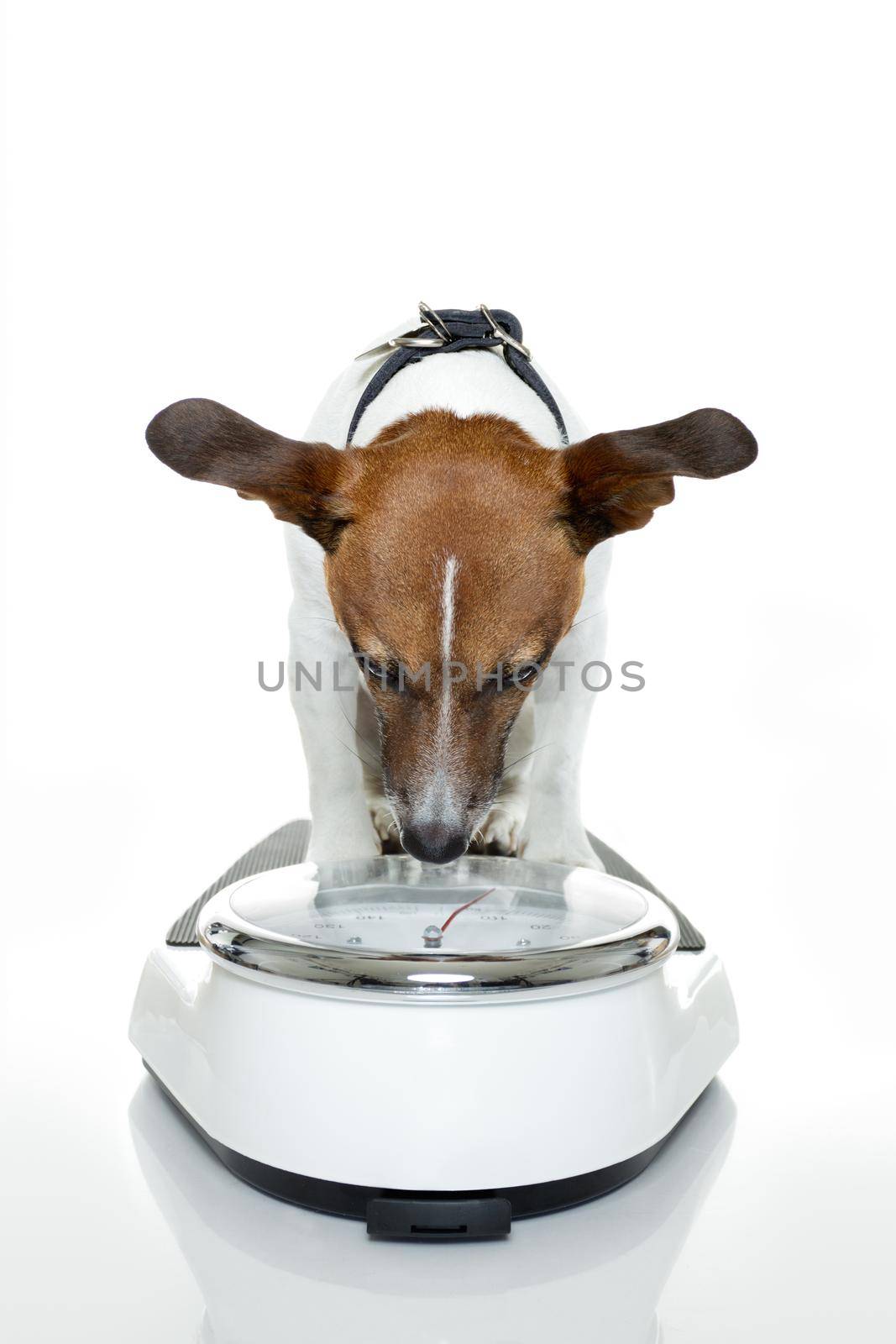 dog on scale by Brosch