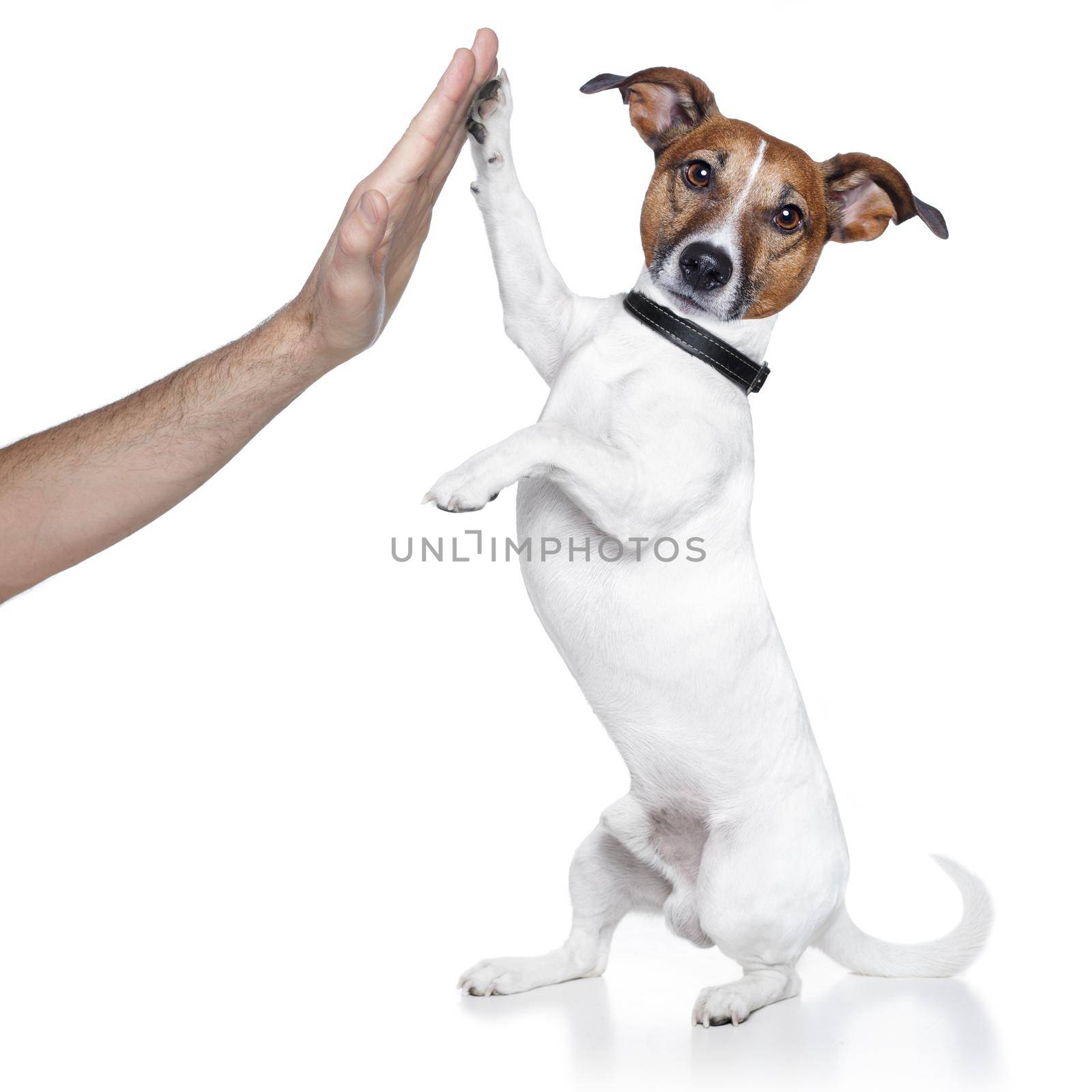 dog with paw high five
