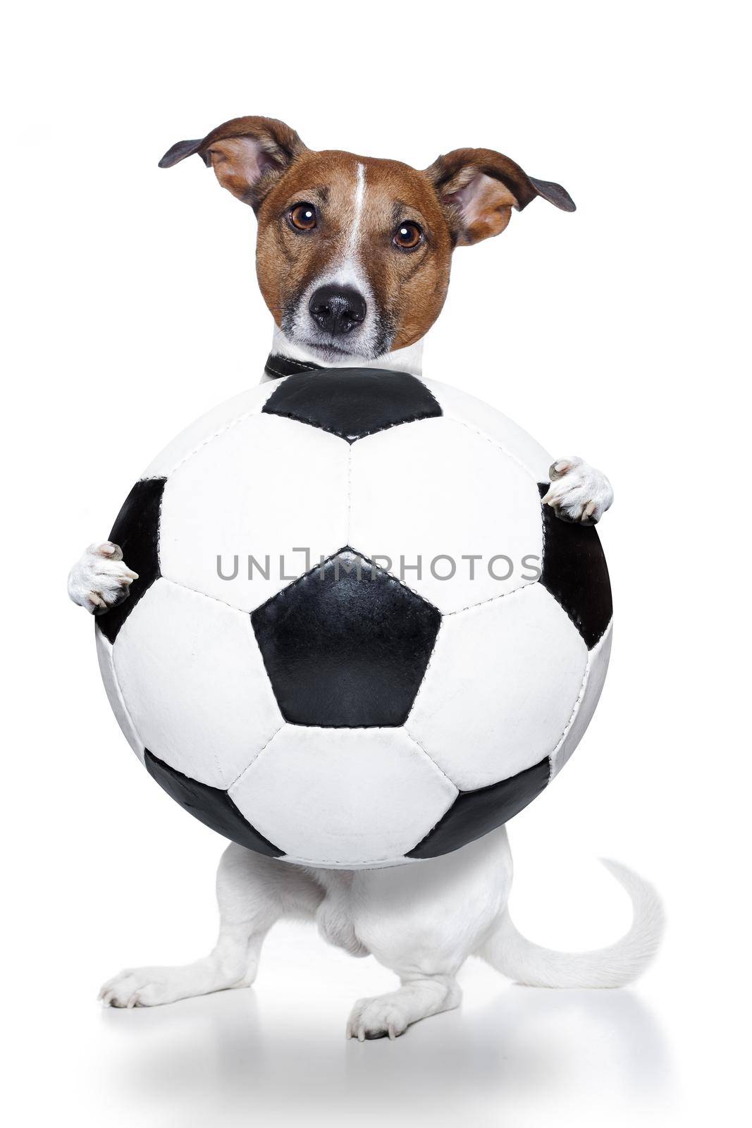 dog with a white soccer ball by Brosch