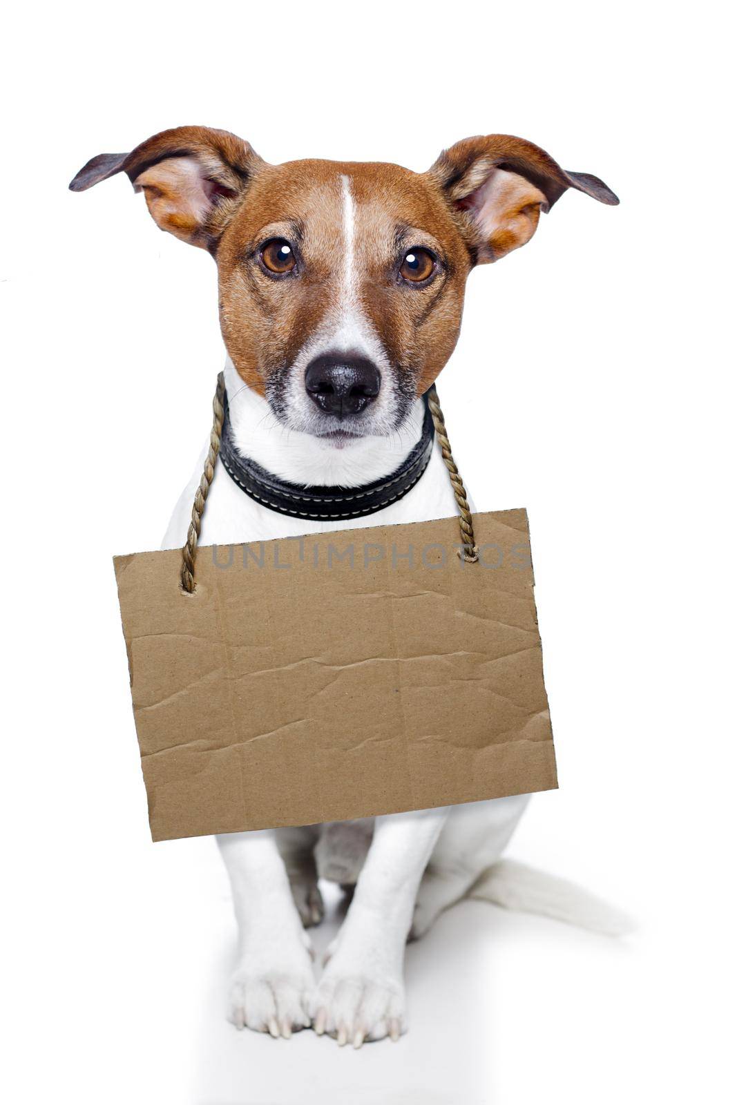 Dog with empty cardboard placeholder by Brosch