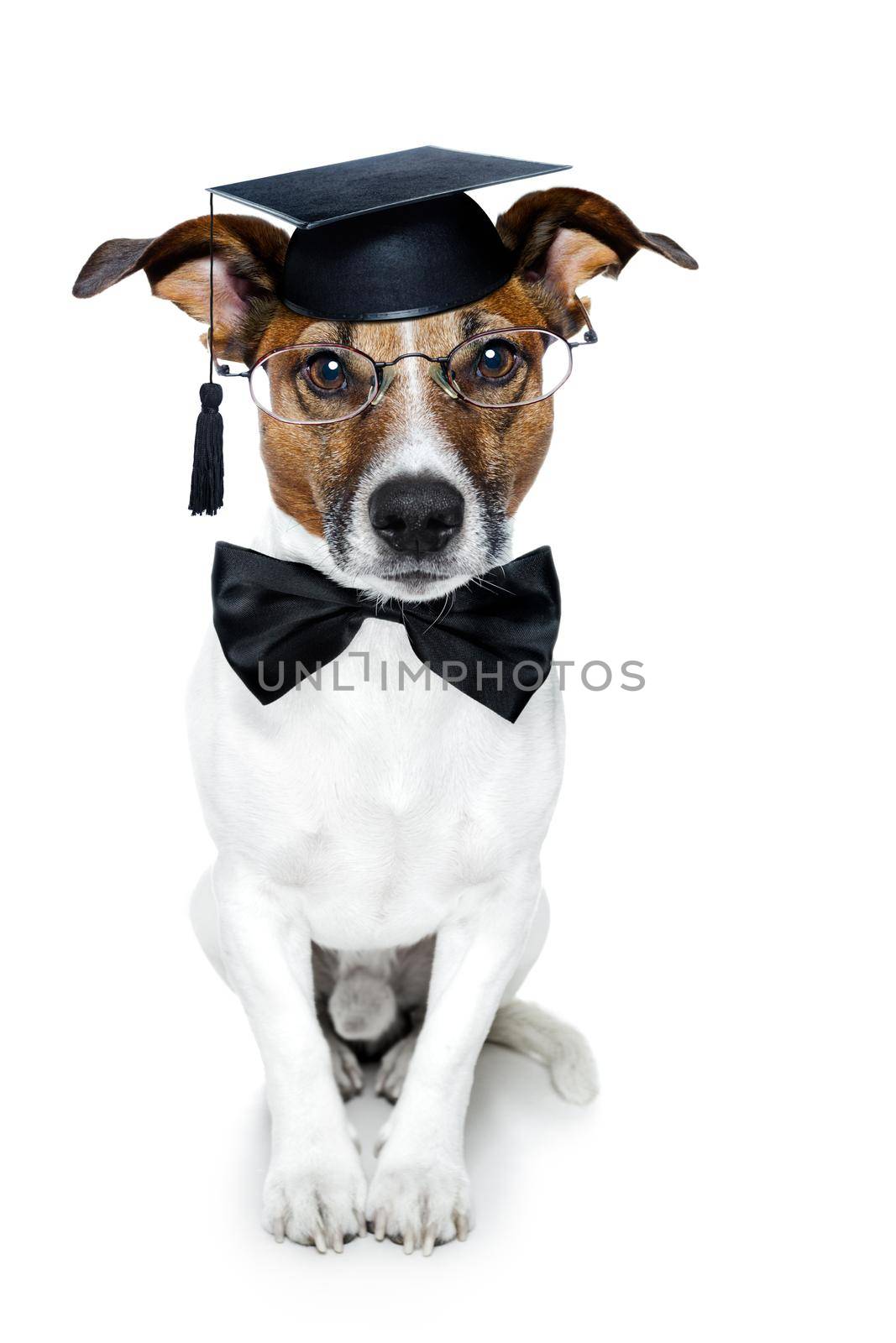 graduated dog by Brosch