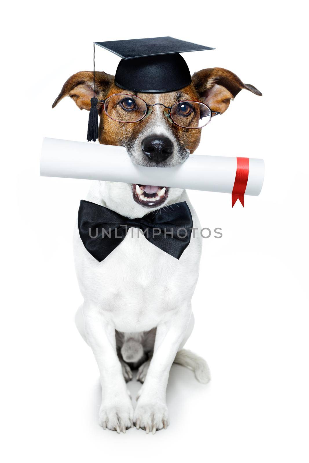 graduated dog by Brosch