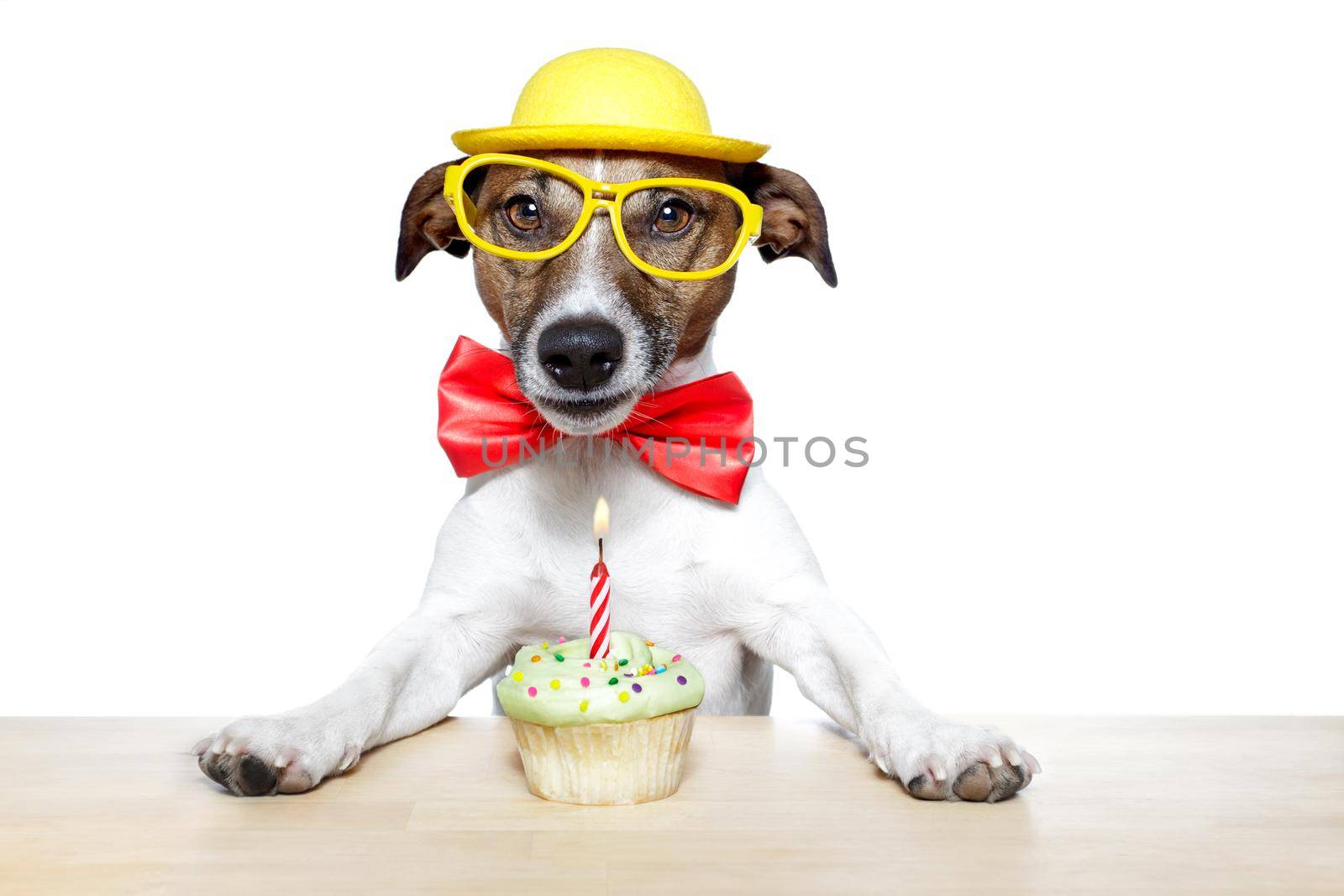 birthday dog cupcake by Brosch