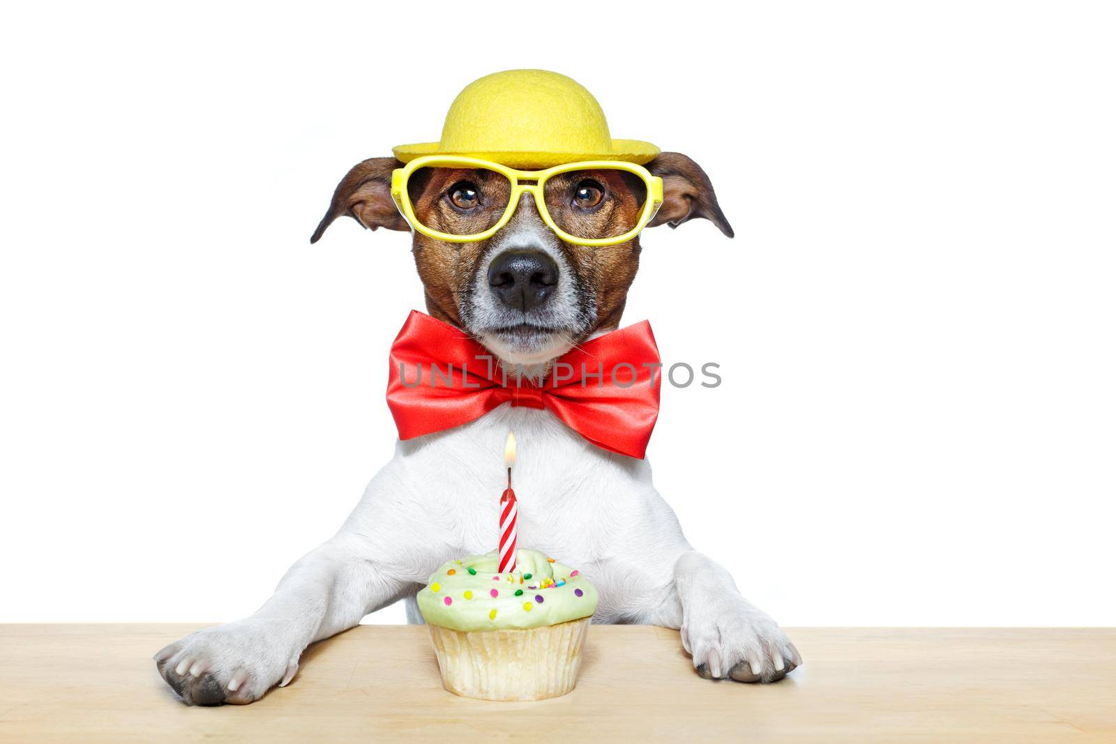 birthday dog cupcake