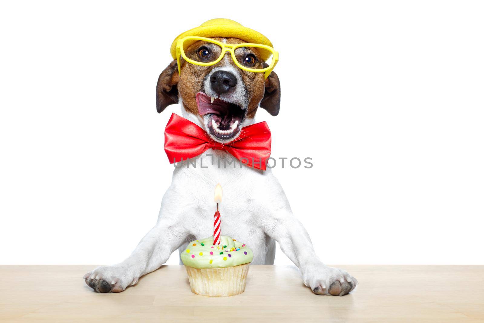 birthday dog cupcake