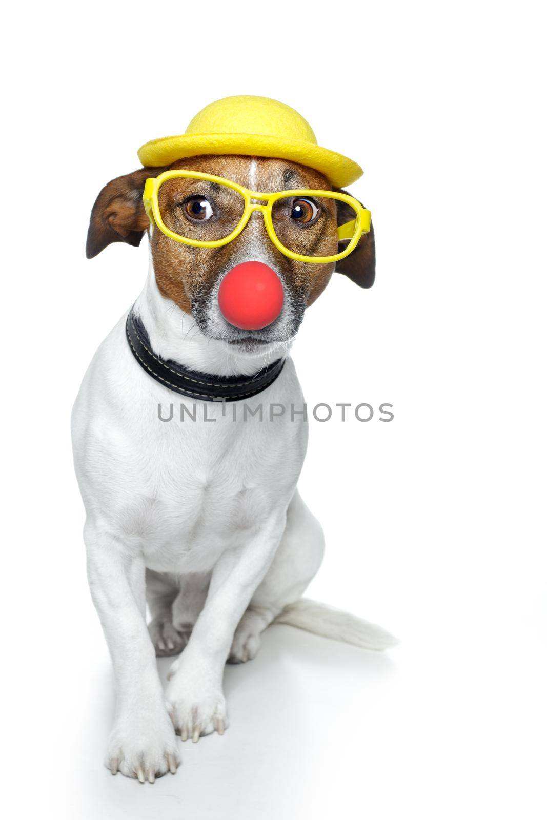 funny dog nose hat glasses